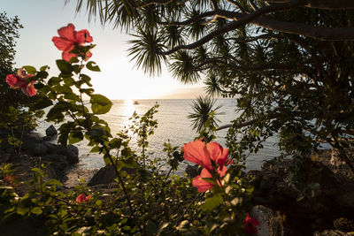 Close-up of flowering plants by sea against sky