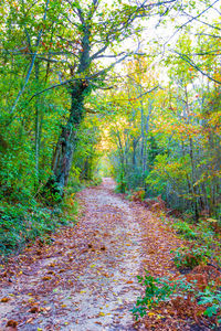 Footpath amidst trees in forest during autumn