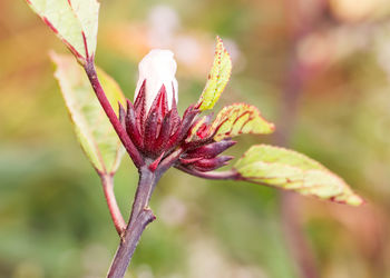 Close-up of pink flowering plant