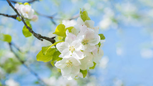 Close-up of cherry blossom