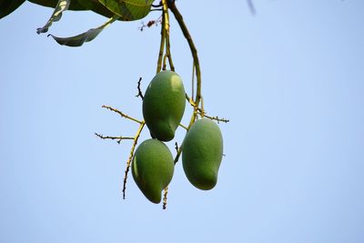 Low angle view of mango hanging on tree against sky