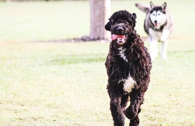 Portrait of dog on field