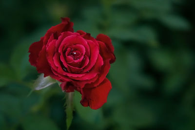 Close-up of red rose