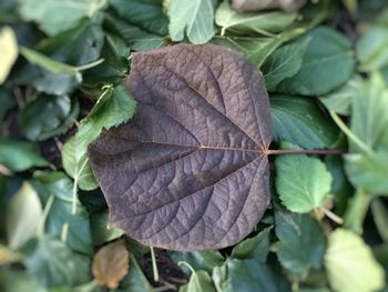 Close-up of leaves