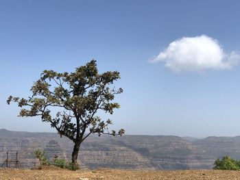 Tree on field against sky