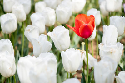 Close-up of white tulips