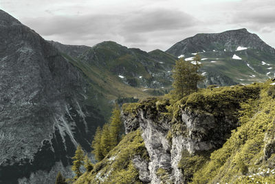 Close-up of trees against sky