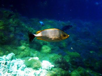 Close-up of fish swimming in sea