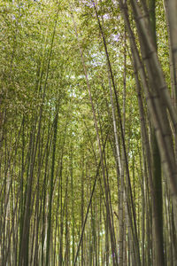 Low angle view of gently swaying bamboo lining the pathways inside arashiyama bamboo grove forest 