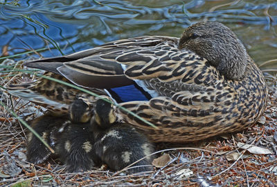 Close-up of female mallard duck with ducklings on field