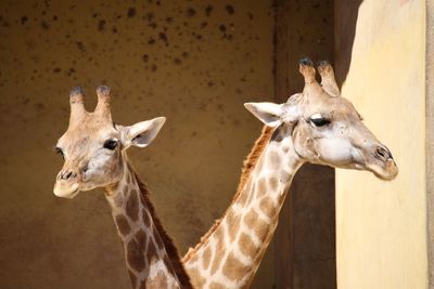 Close-up of giraffe in zoo