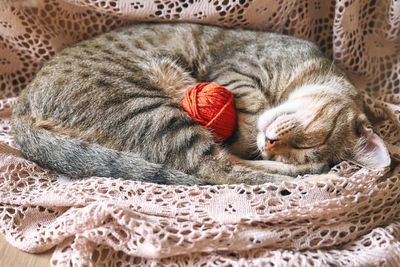 Cute tabby cat with red wool ball sleeping on lace beige blanket. funny home pet. 