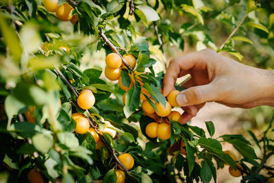Low angle view of person picking wax cherry fruits on tree