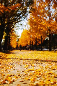 Close-up of fallen maple leaves in park