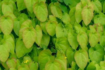 Full frame shot of flowering plant