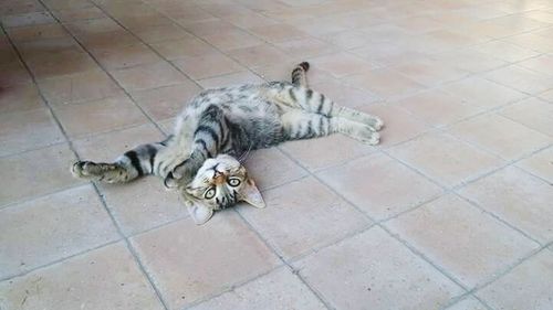 Cat resting on bed