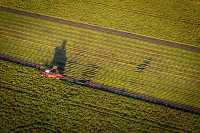 Scenic view of corn field