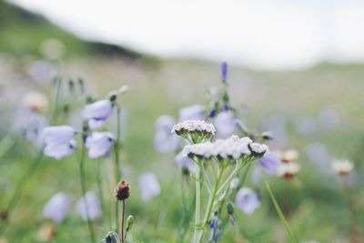 Close-up of flowers blooming in field