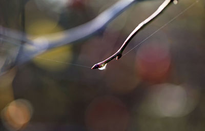 Close-up of spider web on twig