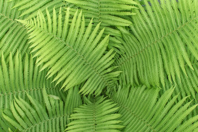 Close-up of green leaf