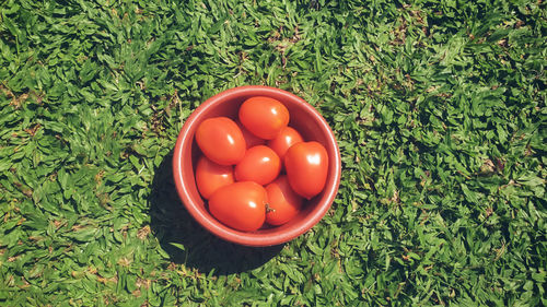 High angle view of tomatoes in container on grass