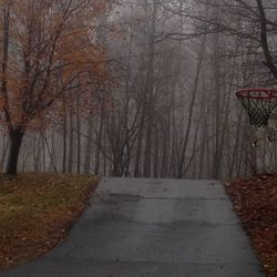 Bare trees in winter