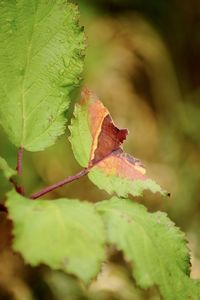 Close-up of leaves on plant during autumn