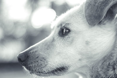 Close-up of dog looking away