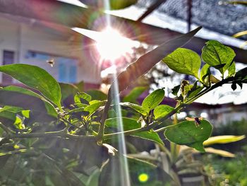 Close-up of plant against sunlight