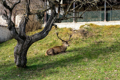 Deer in a field