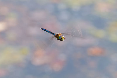 Close-up of insect