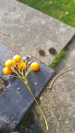 High angle view of yellow flower on road