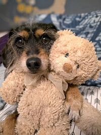 Close-up portrait of dog with toy