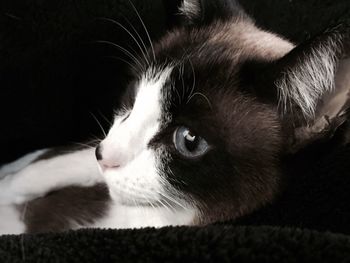 Close-up of cat lying down