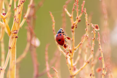 Lonely little black dotted ladybug climbing up on a light blade of grass brings lucky charm