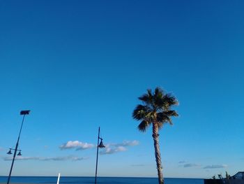 Low angle view of palm trees against blue sky