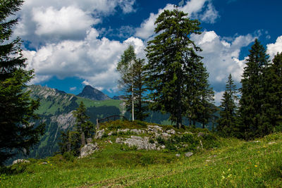 Scenic view of forest against sky