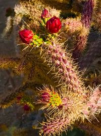 Close-up of red flowers