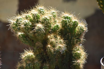 Close-up of succulent plant