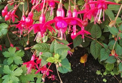 Close-up of pink flowers