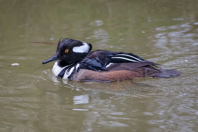 Duck swimming in a lake