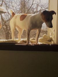 Dog standing in bathroom