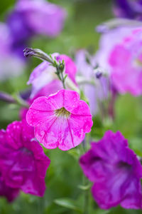 Close-up of pink flowering plant