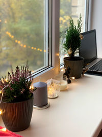 Potted plant on table by window at home