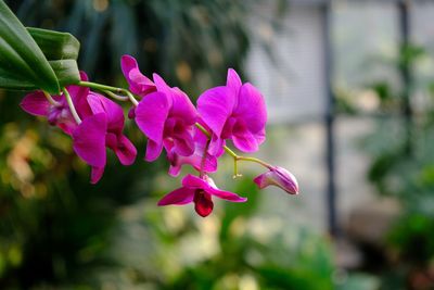 Close-up of pink flowers blooming outdoors