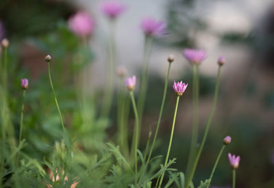 Close-up of pink flowering plants on field