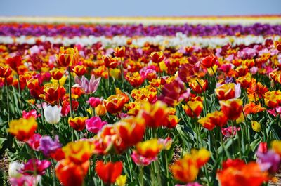 Close-up of colorful tulips in field