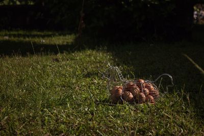 Grass in a field