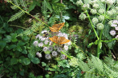 Close-up of butterfly pollinating on flower