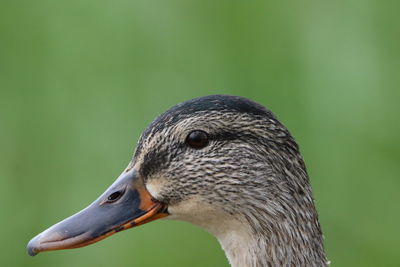 Close-up of a mallard 